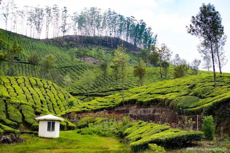 Hills & Wildlife of Kerala